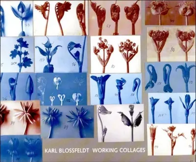 Produktbild von Karl Blossfeldt