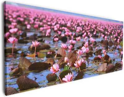 Produktbild von Wallario Premium Leinwandbild Seerosenlandschaft mit rosa Blüten in Größe 80 x 200 cm