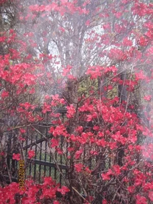 Produktbild von Cornus florida Cherokee Chief - Amerikanischer Blumenhartriegel Cherokee Chief