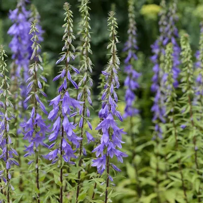 Immagine prodotto di 6 x Campanula piramidale - Campanula pyramidalis | Vaso 9cm x 9cm