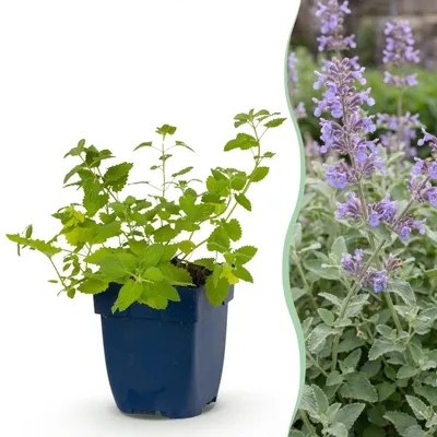 Produktbild von Nepeta faassenii – Katzenminze – Bienen- und Schmetterlingsmagnet – Violett – 6 Pflanzen - 15-25cm - Ø11cm - Gartenpflanze