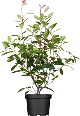Produktbild von Photinia fraseri 'Red Robin', Glanzmispel, rot, 80–100 cm