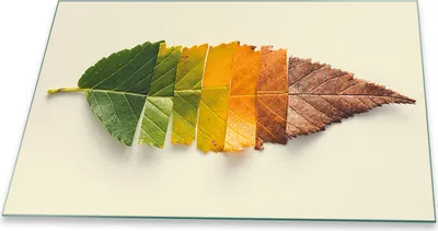 Produktbild von Herdabdeckplatte Glaskeramikkochfeld-Abdeckung Spritzschutz Glas Universal 80x52 Natur Bunt