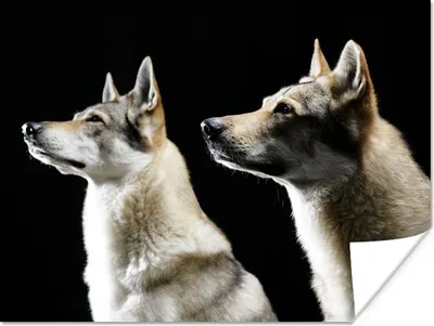 Produktbild von MuchoWow® Poster Seitenprofil von zwei Wölfen 120x90 cm - Wandbild