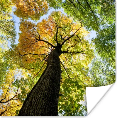 Produktbild von MuchoWow® Poster Baum - Natur - Wald 75x75 cm - Wand Dekoration