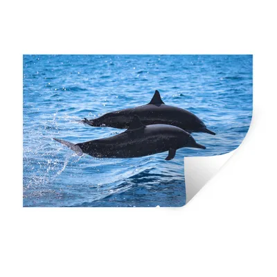 Produktbild von MuchoWow® Wandtattoo Wandsticker Wandaufkleber Delfin - Meer - Tier 120x80 cm Selbstklebend und Repositionierbar - Selbstklebend - Fototapeten