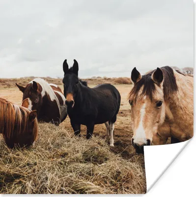 Produktbild von MuchoWow® Poster Tiere - Pferd 100x100 cm - Babyzimmer