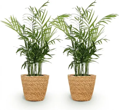 Produktbild von Chamaedorea Elegans Goldpalme Zimmerpflanze 2er Set inkl. Naturkorb