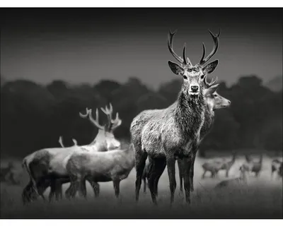 Produktbild von Leinwandbild Herd Of Deer 77x57 cm