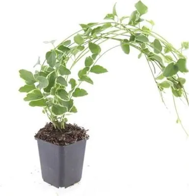 Obrázok produktu pre Kvetiná? - Vinca major 'Variegata' - 9 cm kvetiná? - sada 12 rastlín