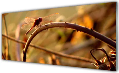 Imagen del producto de Impresiones en acrílico, tamaño 125x50 cm, para colgar en la pared. Motivo: libélula, naturaleza