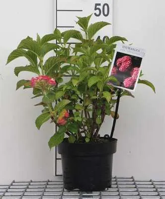 Image de Hydrangea macr. 'Alpenglühen' - Hortensia rustique 25- 30 cm conteneur