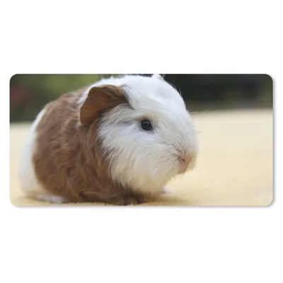 Produktbild von MuchoWow® Mauspad Mousepad Junges Meerschweinchen 60x30 cm - Mousepads - Maus Mat - Pad - Mausunterlage - Nachhaltig