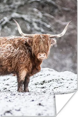Produktbild von MuchoWow® Poster Schottischer Highlander - Baum - Schnee 120x180 cm - Kunstposter