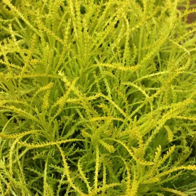 Obrázek produktu pro 6 x Santolina rosm. - Santolina rosmarinifolia 'Lemon Fizz' | Květináč 9 cm x 9 cm