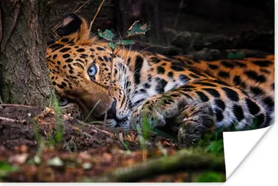 Produktbild von MuchoWow® Poster Panther - Baum - Dschungel 90x60 cm - Schlafzimmer