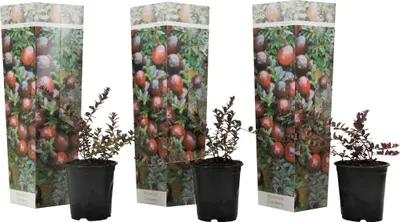 Three potted cranberry plants with decorative packaging.