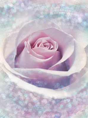 Produktbild von Komar Vlies Fototapete "Delicate Rose", weiß/blau/rosa, 184 x 248 cm; XXL2-020