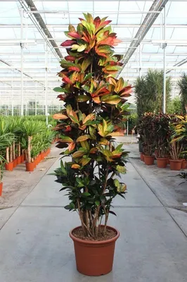 Obrázek produktu pro Codiaeum Iceton – kroton, pokojová rostlina, 230 cm, XXL, zelená rostlina s pestrobarevnými listy