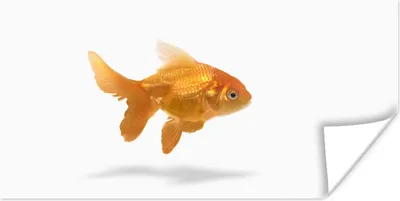 Produktbild von MuchoWow® Poster Goldfisch - Weiß - Fisch 40x20 cm - Poster für die Wand - Poster Schlafzimmer