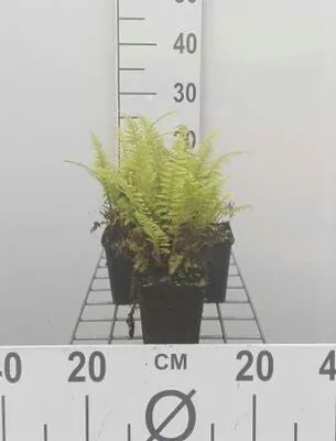Image de 6 x Pteridium aquilinum - fougère - pot 9 x 9 cm