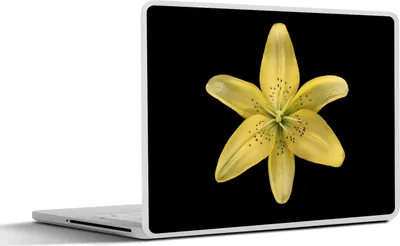 Produktbild von MuchoWow® Laptop Aufkleber Sticker Cover Eine gelbe Lilienblüte auf schwarzem Hintergrund 30x22 cm - Laptop-Sticker