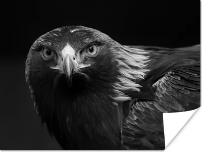 Produktbild von MuchoWow® Poster Bussard - Vogel - Tiere - Schwarz - Weiß 80x60 cm - Kunst für zu Hause