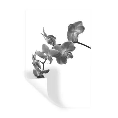 Produktbild von MuchoWow® Wandtattoo Wandsticker Wandaufkleber Orchidee vor weißem Hintergrund - schwarz und weiß 40x60 cm Selbstklebend und Repositionierbar - Wierderverwendbar - Selbstklebend