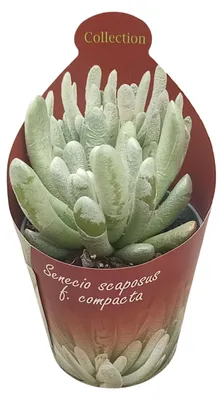 Produktbild von Senecio scaposus compactum – Silberbaum – Rarität – 6,5 cm Topf – 15 cm hoch