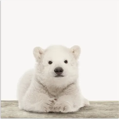 Produktbild von MuchoWow® Poster Eisbär - Tiere - Kinder - Weiß - Jungen - Mädchen 30x30 cm - Wandposter - Printing