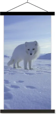 Produktbild von MuchoWow® Textilposter Fuchs - Schnee - Berge 60x120 cm mit schwarzem Rahmen - Magnete