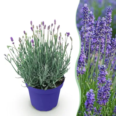 Obrázek produktu pro Levandule (Lavandula angustifolia) Hidcote, mrazuvzdorná, fialová, 15–25 cm, 12 cm, voňavá