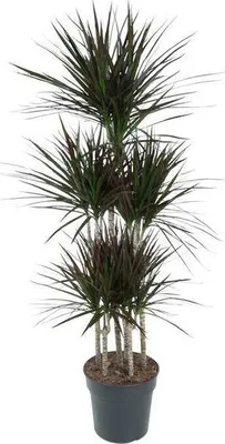 Obrázok produktu pre Drakónia Dracaena Magenta Karussell 150 cm, Ø 31 cm, izbová rastlina, nenáročná na starostlivosť