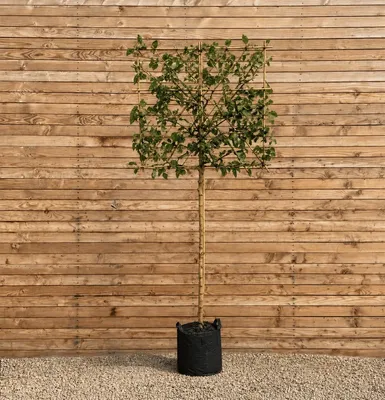 Produktbild von Weißer Maulbeerbaum 120 cm, Stammhöhe 180 cm, Stammumfang 8-10 cm - Morus alba Spalier