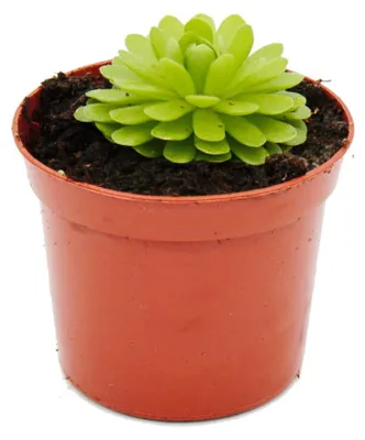 Obrázek produktu pro Masožravá rostlina - Pinguicula esseriana - 9cm kv?tiná?