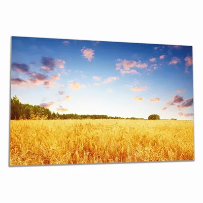 Produktbild von Wallario Herdabdeckplatte aus Glas, Größe 90 x 52 cm 1-teilig, Motiv Weizenfeld unter blauem Himmel