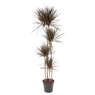 Zdjęcie produktu dla Everyplants Dracaena Magenta - 180 cm, Ø 27 cm
