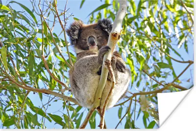 Produktbild von MuchoWow® Poster Koala - Luft - Äste - Kinder - Jungen - Mädchen 60x40 cm - Schlafzimmerdekoration