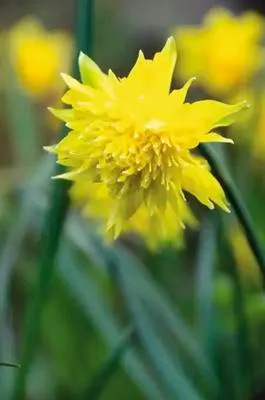 Obrázek produktu pro Narcisy FloraSelf 'Rip van Winkle' 10/11 6 ks