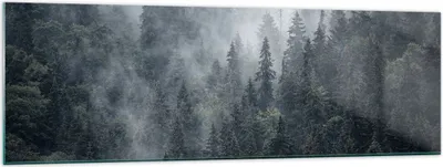 Produktbild von Bilder auf glas - Wald Baum Natur - 160x50cm - Glasbilder - Wandbilder - Kunstdruck - zum Aufhängen bereit - Wanddekoration aus Glas - Glas Bilder - Wandbild auf Glas - Einteilig - GAB160x50-4074