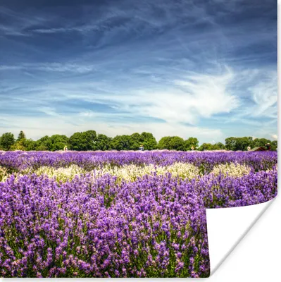 Produktbild von MuchoWow® Poster Blauer Himmel über Lavendel in der Natur 50x50 cm - Wohnzimmerdekoration