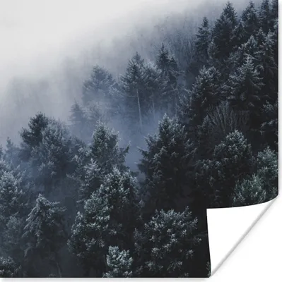 Produktbild von MuchoWow® Poster Bäume - Nebel - Kiefer 50x50 cm - Wohnzimmerdekoration
