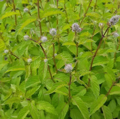 Image de Mentha x piperita 'Ricqles' / Menthe Ricqles