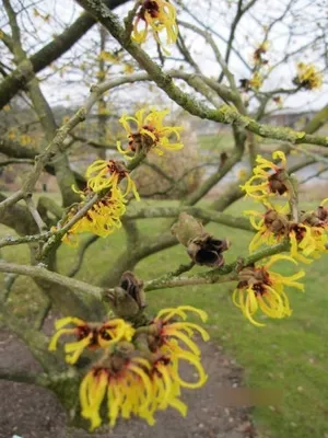 Produktbild von Hamamelis intermedia Primavera - Zaubernuss - 40-60