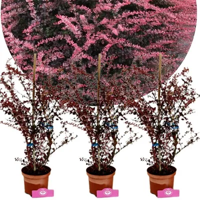 Obrázok produktu pre Sada 3 kusov Berberis thunbergii 'Rose Glow' - dúhovec - 2 litrový kvetináč