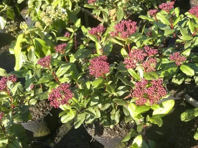 Produktbild von Viburnum tinus Gwenllian - Lorbeer-Schneeball Gwenllian - 30-40cm