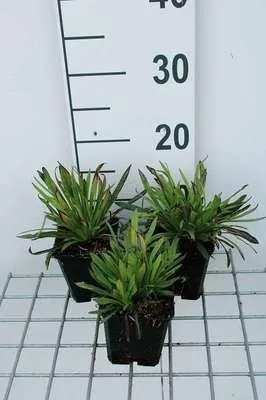 Produktbild von 6 x  Lychnis visc. 'Plena' - Lichtnelke - Topf 9 x 9 cm