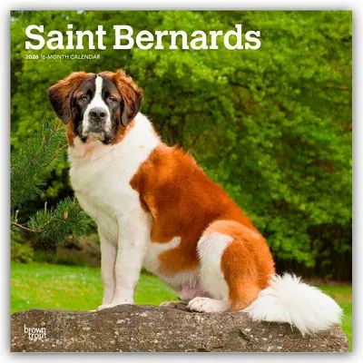 Produktbild von Saint Bernards - Bernhardiner 2026 - 16-Monatskalender