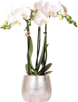 Produktbild von Phalaenopsis Orchidee Amabilis Weiß inkl. Elite Keramiktopf Silber 35cm 9cm