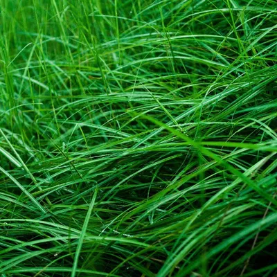 Produktbild von Chinaschilf Gracillimus - Miscanthus sinensis